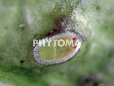 Trioza erytreae ( HLB ) 